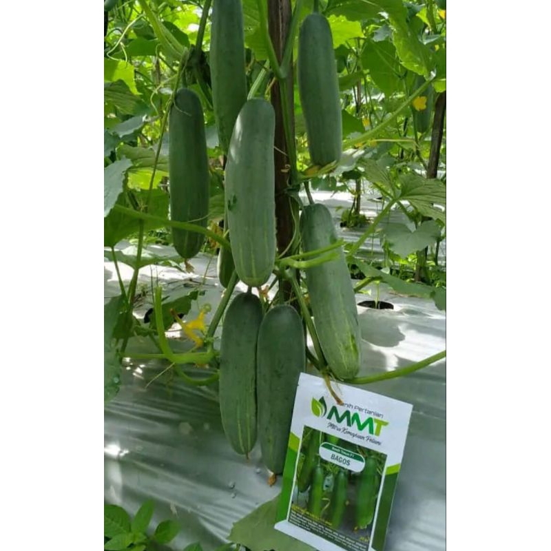 Benih Timun BAGOS F1 MMT SEED 20 Gram