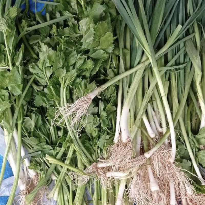 

Daun Sop-Pre (campur) 100gr