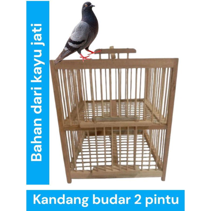 dondang 2 pintu/kandang burung dara