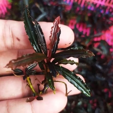 bucephalandra sp godzilla rizom