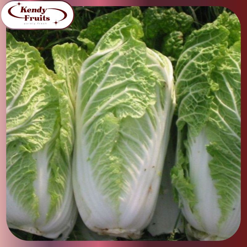 

Sayuran Sawi Putih 1 Kg | Sayuran Sehat Segar Fresh