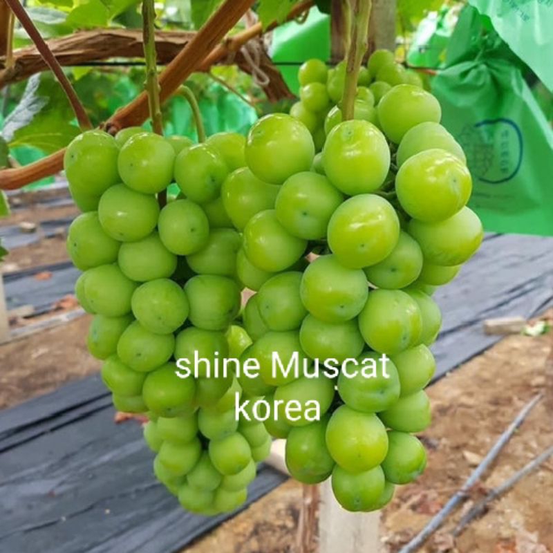 BIBIT ANGGUR SHINE MUSCAT KOREA