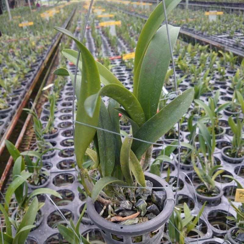 Anggrek Cattleya Remaja