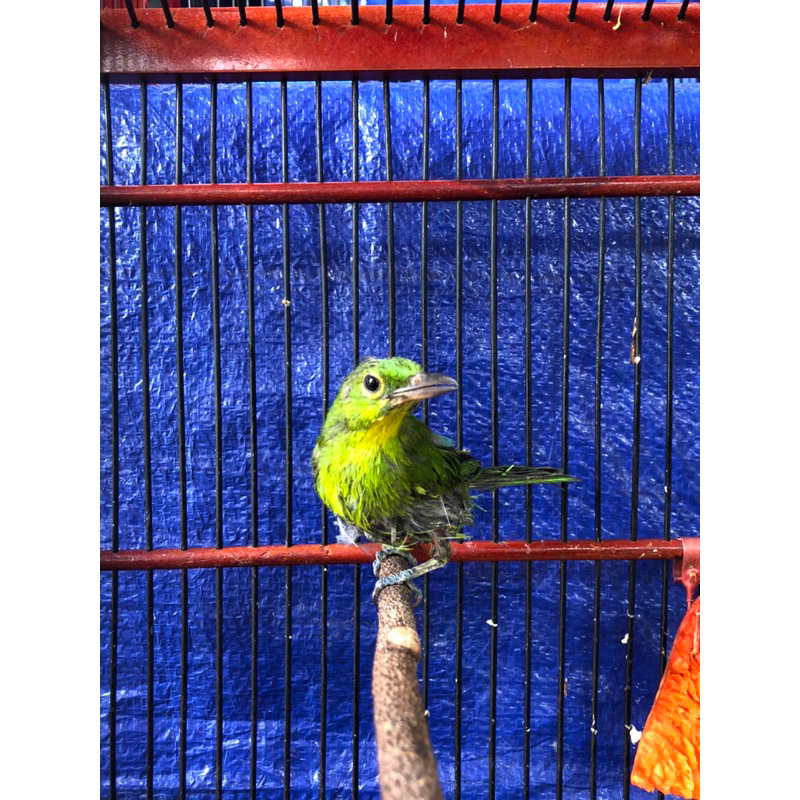 CUCAK IJO TROPIS TROTOL TIPIS