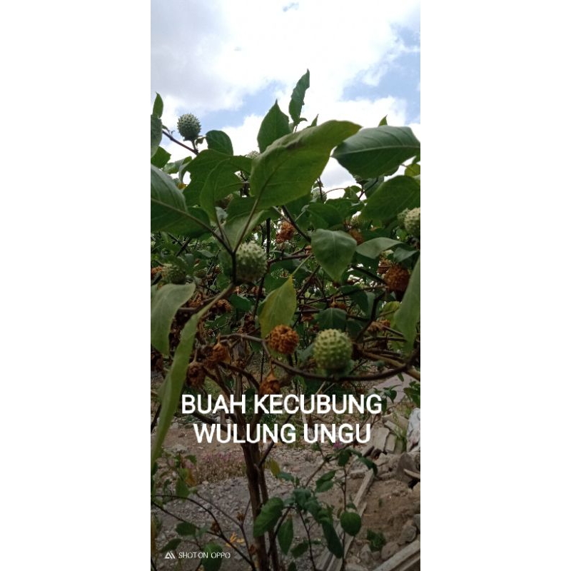 

BUAH SEGAR KECUBUNG WULUNG UNGU