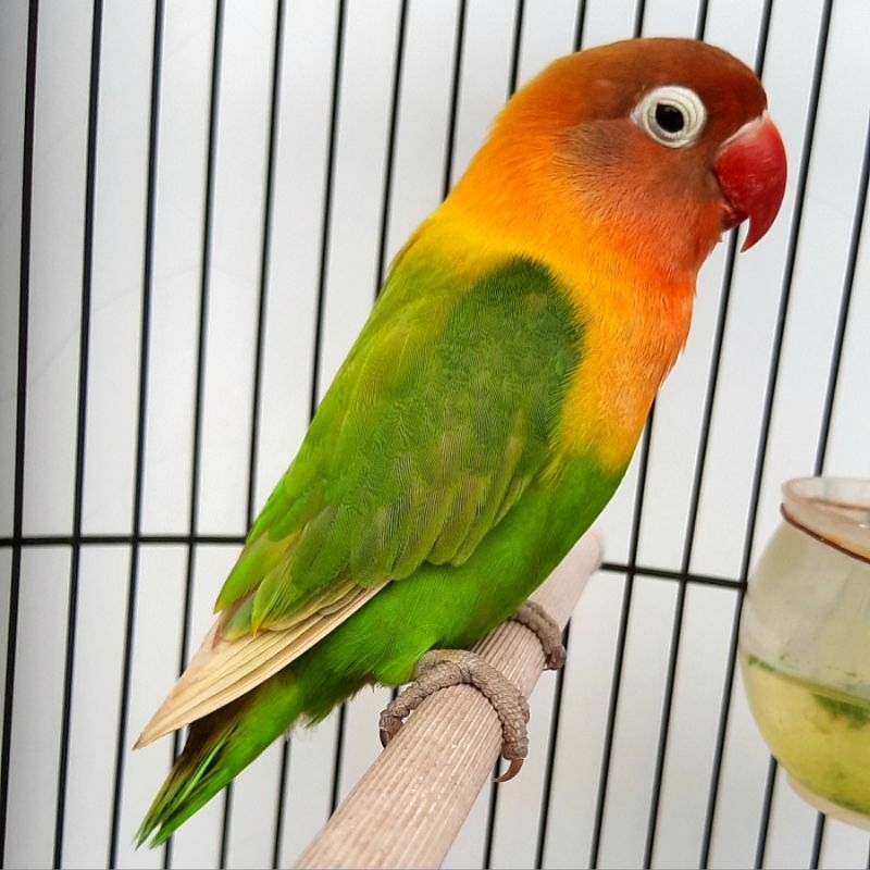 Burung Hias Lovebird Lakbet Biola Violet Pastel Ijo Josan Satuan Sepasang Cibinong Bogor