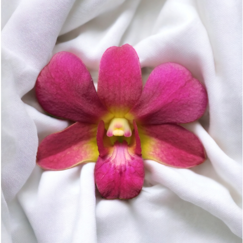 Anggrek Dendrobium Caesar Warawan x Caesar Red Dewasa Spike Knop Bunga Big Kode CWCR