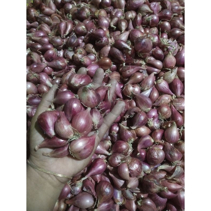 

bawang merah brebes