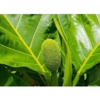 

DAUN KLUWEH SEGAR 1 KG