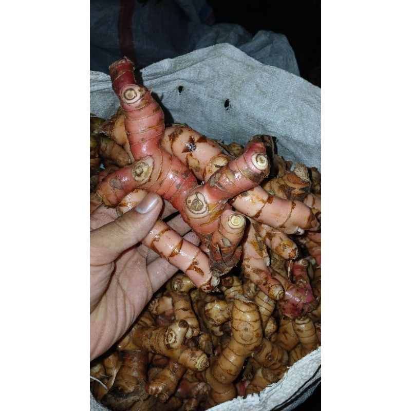 

lengkuas Merah Segar 1kg bersih/Laja