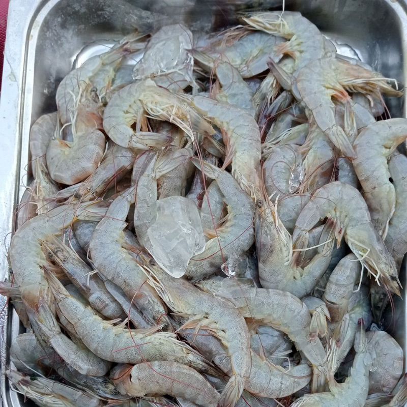 

Udang Besar segar Harga per 1 kilo gram