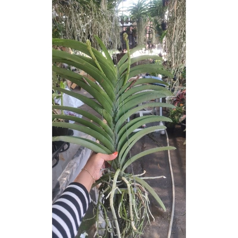 Anggrek Vanda