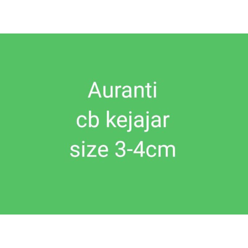 auranti cb 3-4cm
