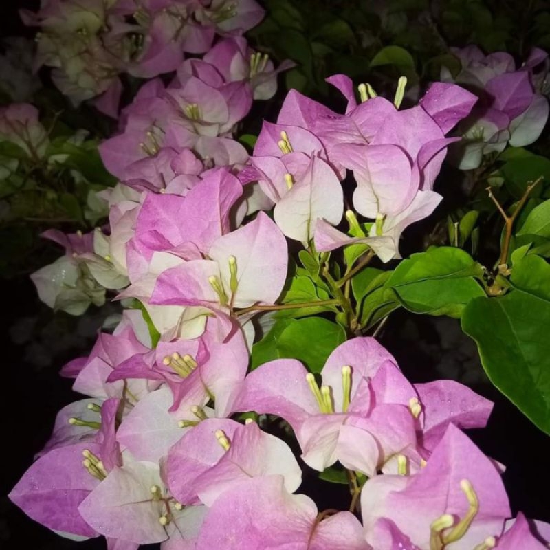 Bougenville berbunga Bengawan Solo