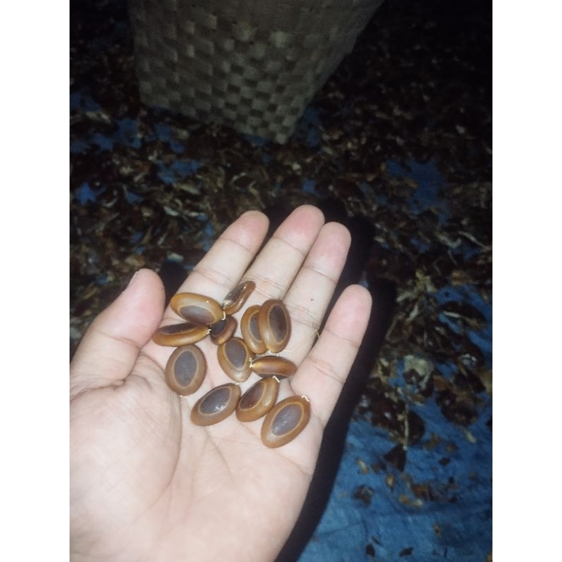 biji sengon buto