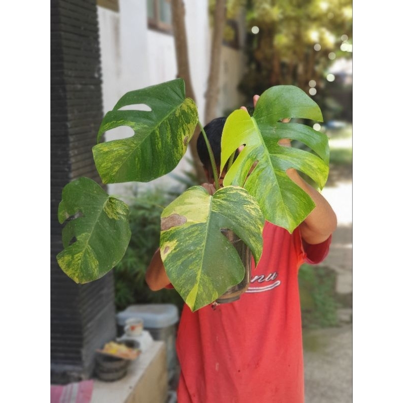 monstera marmorata aurea tricolor/ philodendron/ monstera/tanaman hias