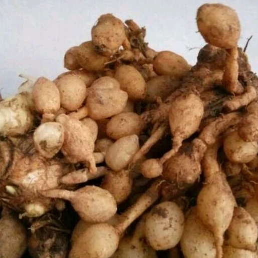 

Kunyit Putih segar 200gram | Fresh baru petik