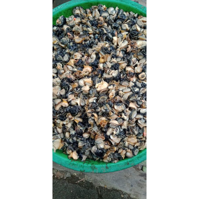 

(1kg) Keong Sawah Kupas Bersih Keong Mas Kol Keong Nenek Super