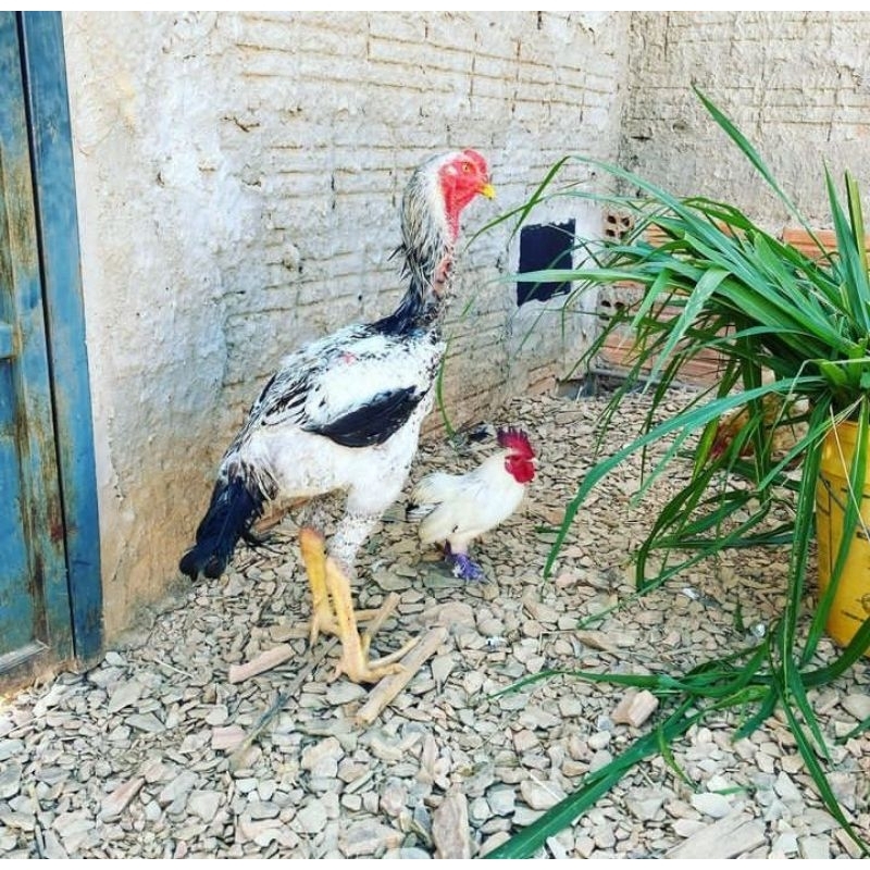 Telur tetas Indio Gigante Ayam Raksasa