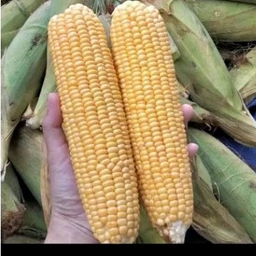 

Jagung manis 1kg
