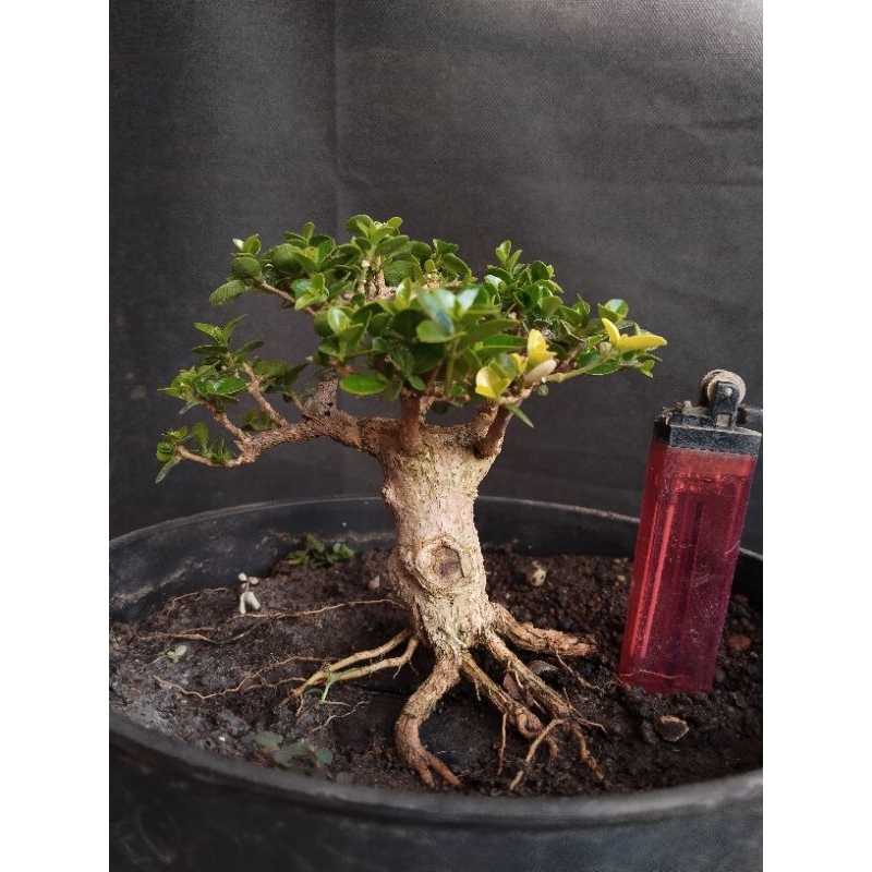 BONSAI SANCANG VARIGATA