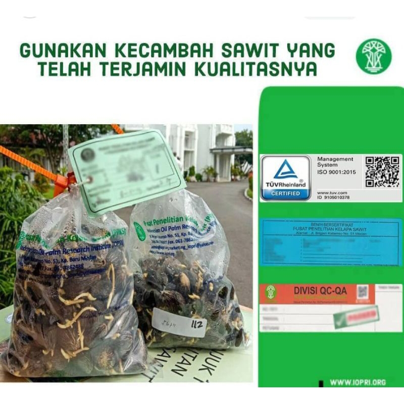 Harga Eceran 9000/butir PPKS YANGAMBI benih bibit polong sawit unggul bersertifikat