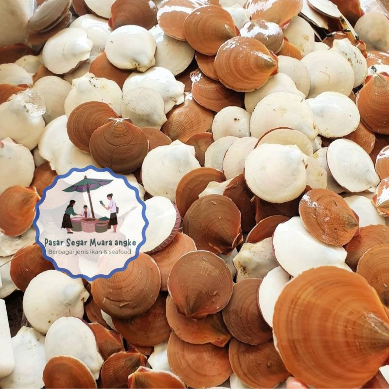 

Kerang Simping Segar Seafood hasil laut segar 1 kg