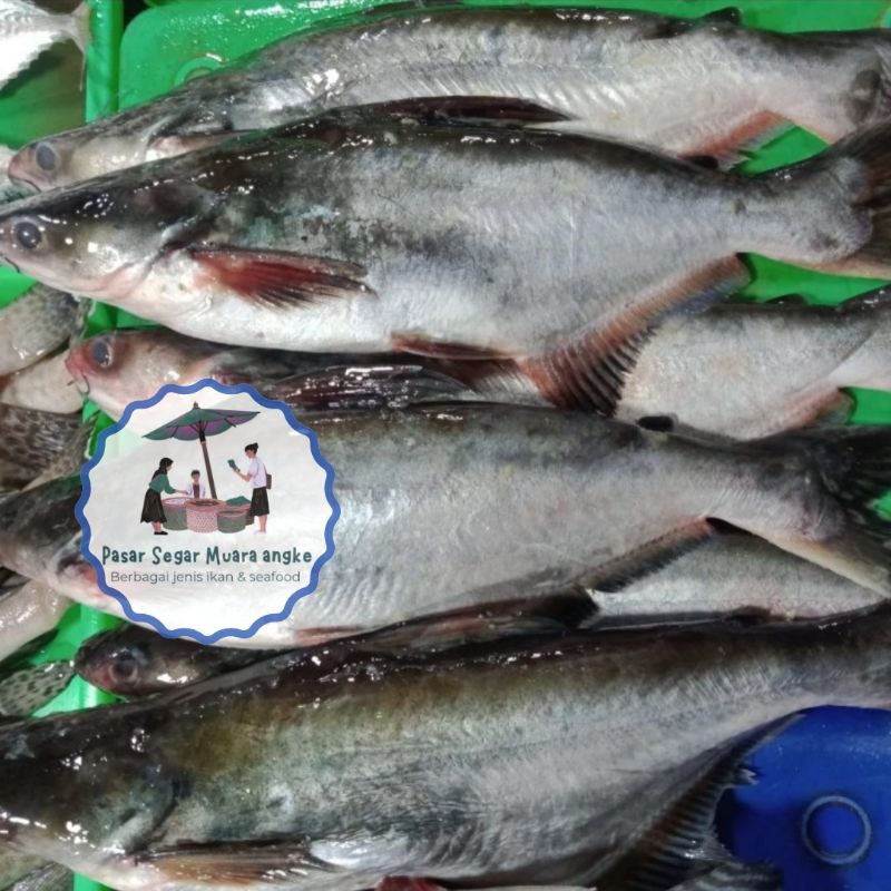 

Ikan Patin segar 1 kg