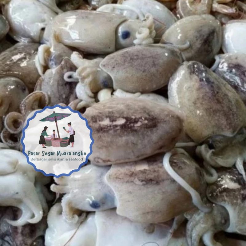 

Cumi Sotong segar 1 kg