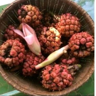 

Honje buah kcomrang sgar 500 gr