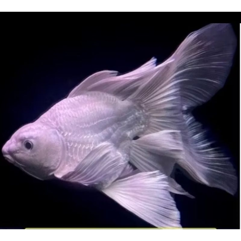 Hiasan Aquarium / Hudielong koi Butterfly platinum shortbody import