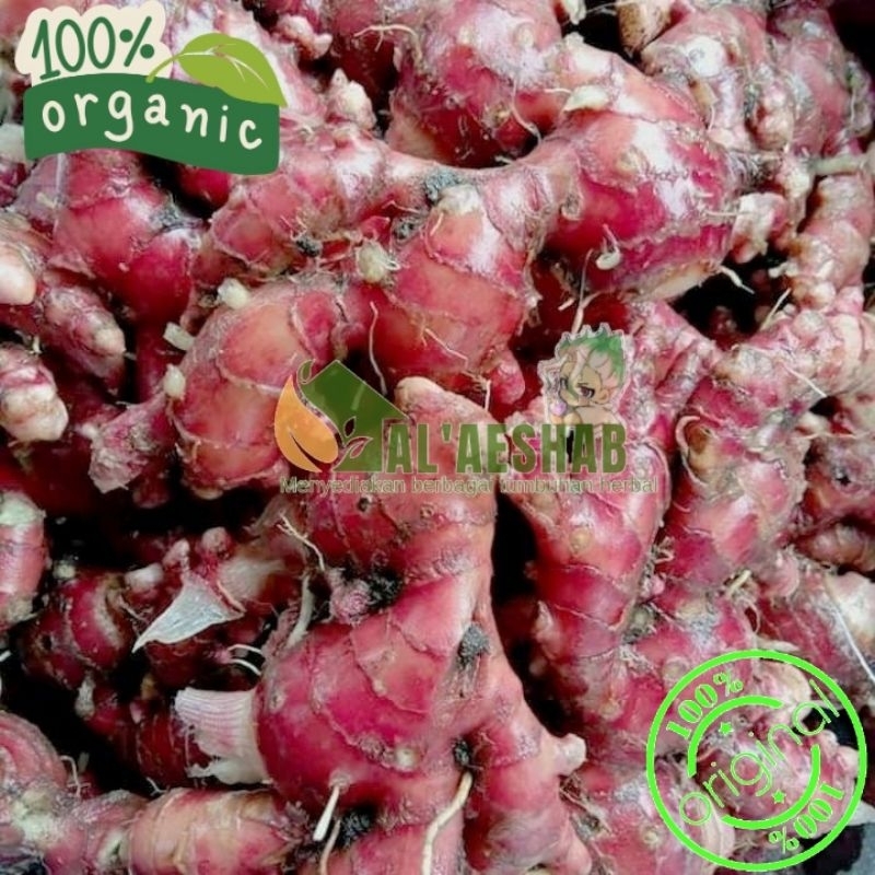 

jahe merah red ginger per 100g,sudah bersih tidak berat dengan tanah