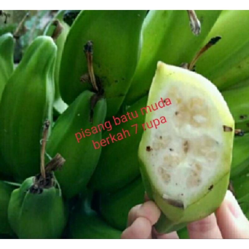 

pisang batu muda asli dari Indonesia frees persisir