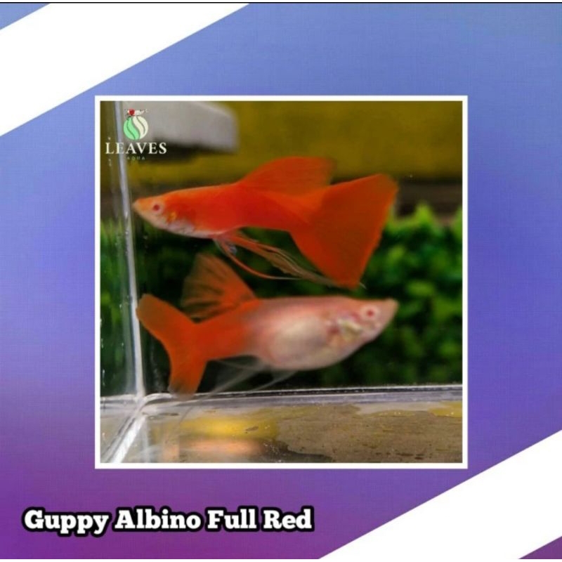 Guppy albino full red / guppy afr sepasang