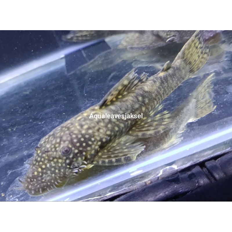 pleco l144 / brushmouth pembersih algae