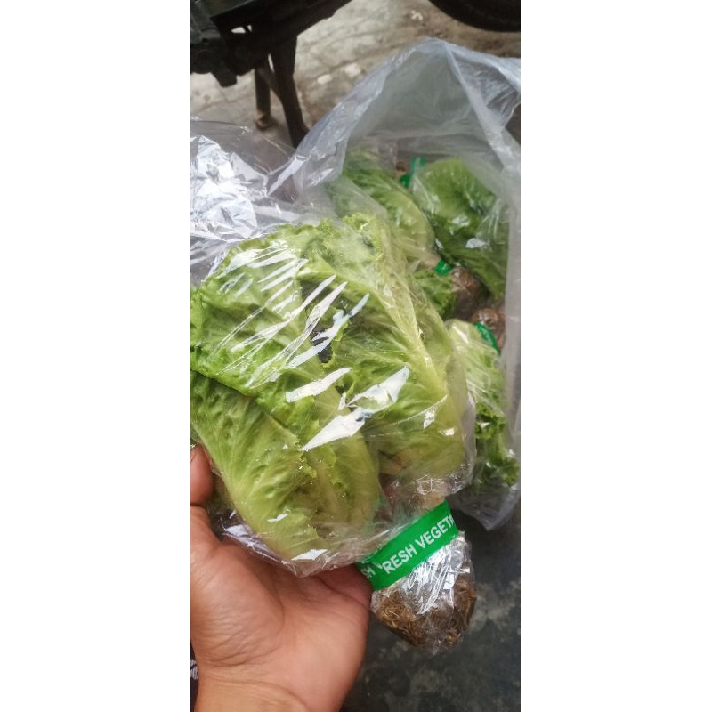 

Selada hidroponik aquatik segar