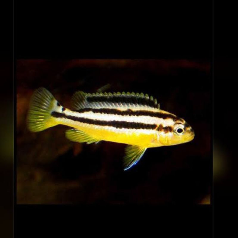 Cichlid niasa ikan aquascape