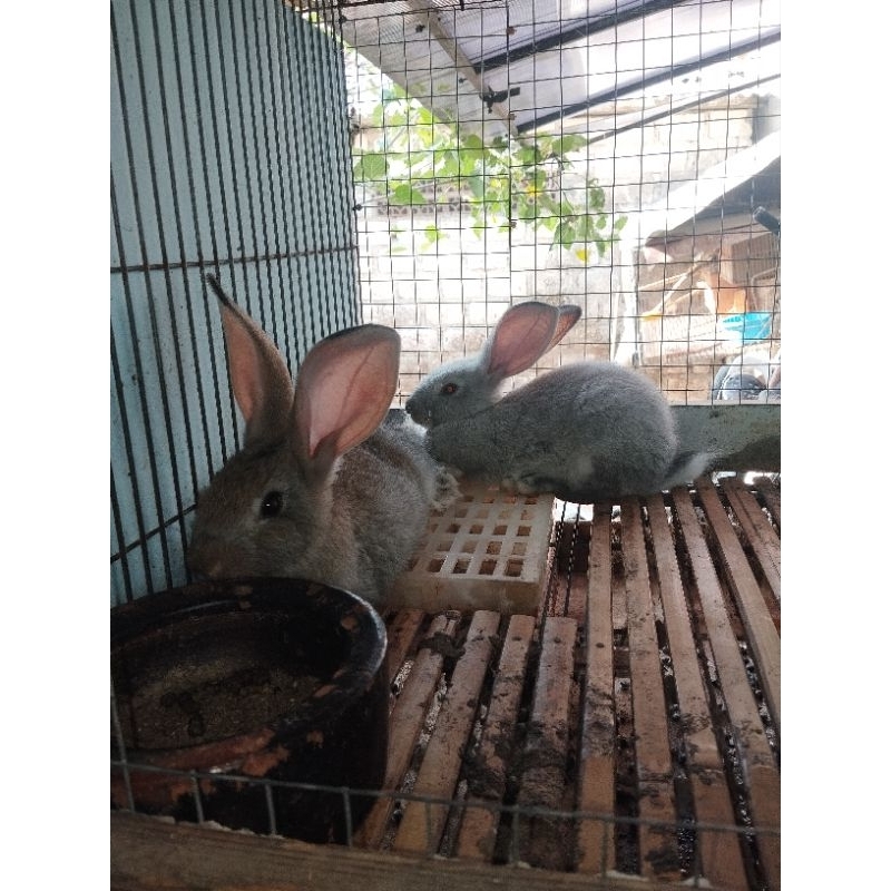 Kelinci Besar Flamish Giant Per Ekor