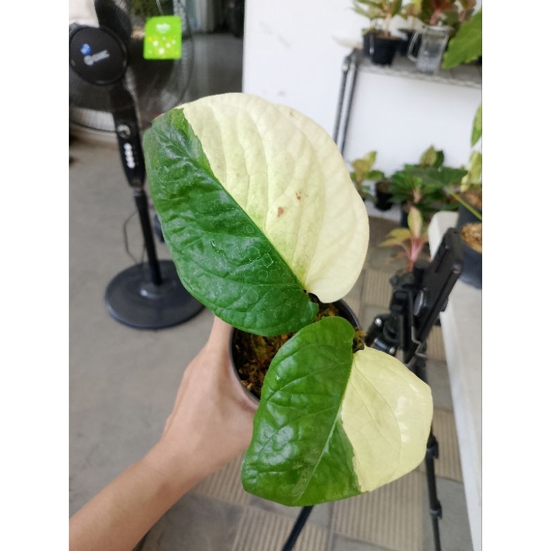 Amydrium medium Albo Variegata