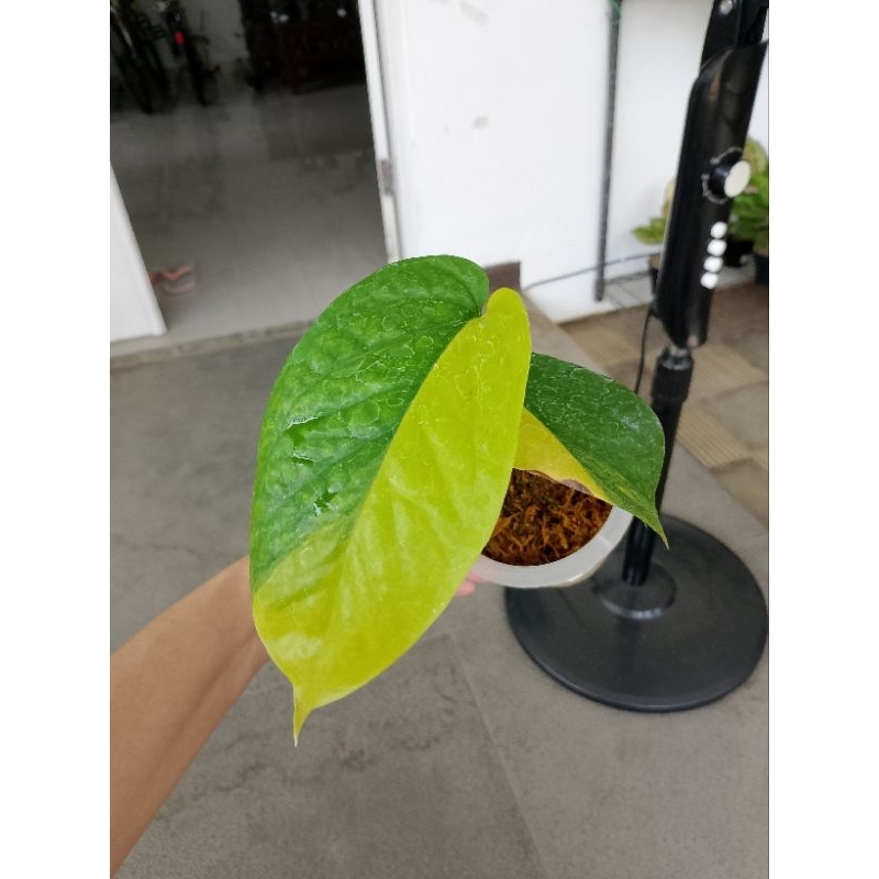 Amydrium medium Yellow Variegata