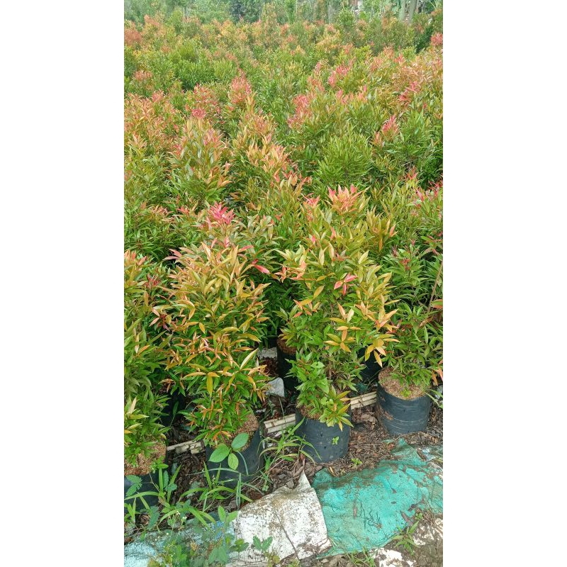 Tanaman hias hidup pucuk merek / bibit tanaman hias pucuk merah