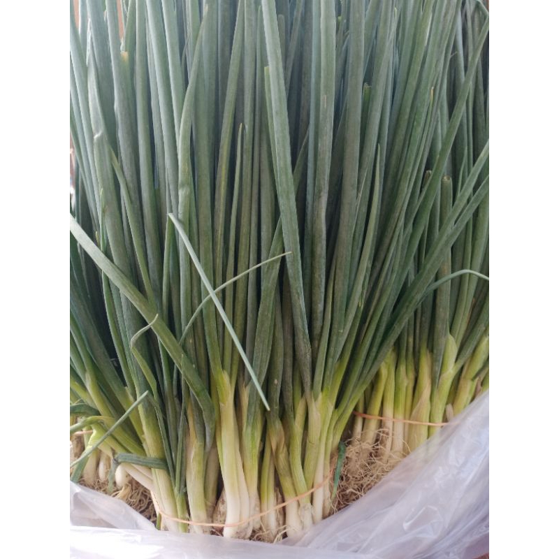 

Daun Bawang kecil talang