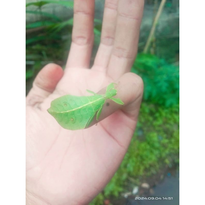 JACOPSONI/Belalang Daun /ciang ciang hidup
