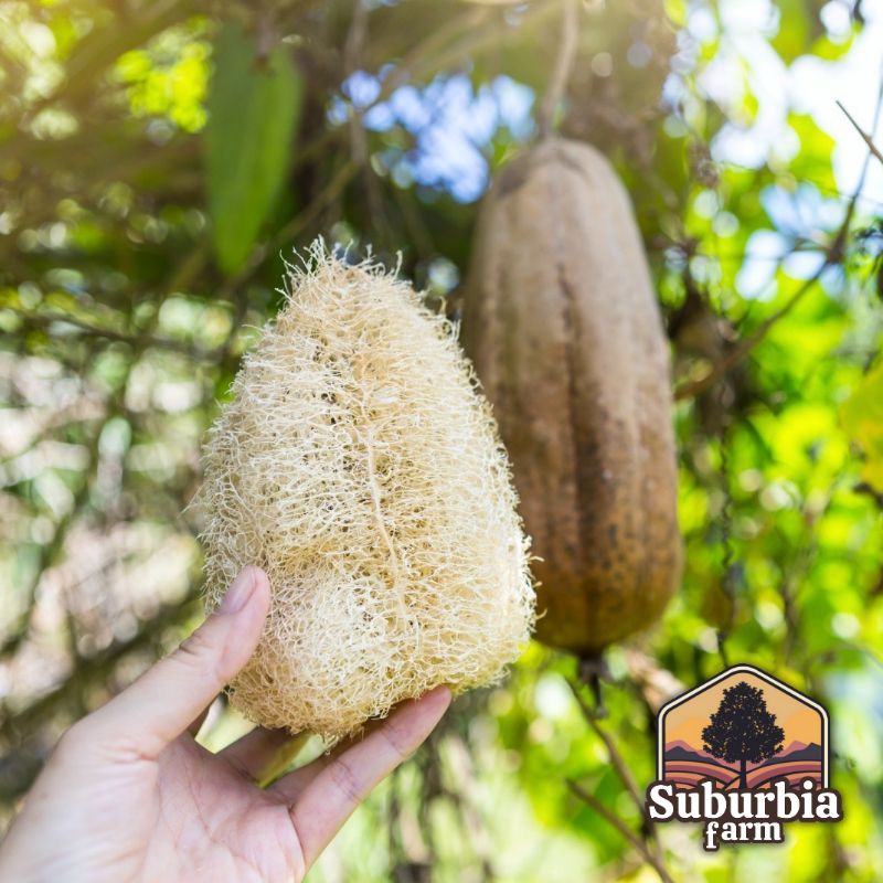 5 Biji Benih Oyong Blustru Loofah