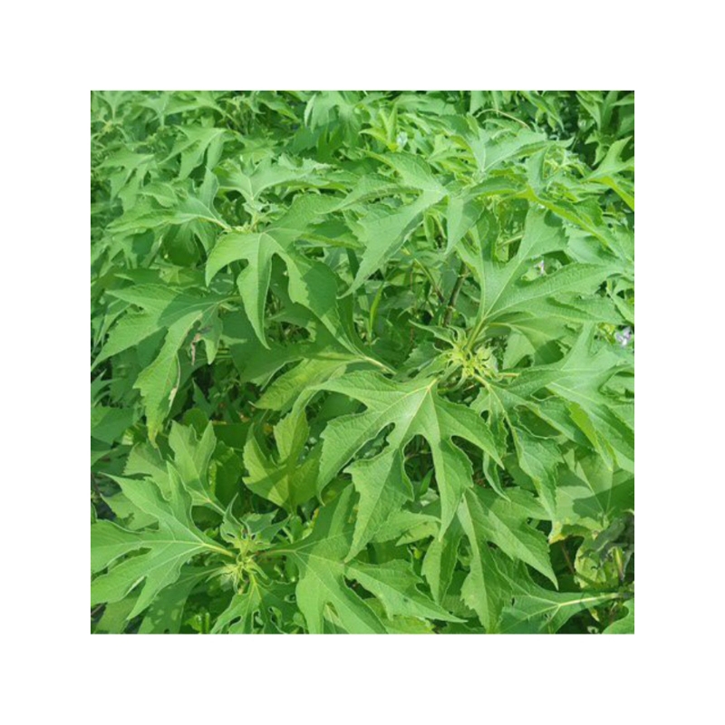 

daun insulin segar 250 gr herbal kesehatan