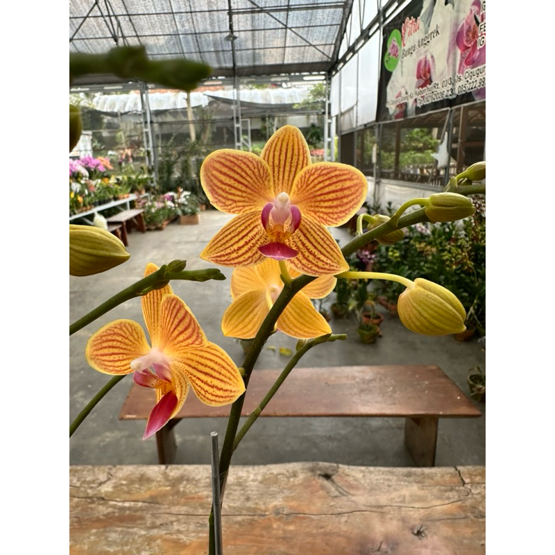 ANGGREK BULAN MINI Kuning garis 01