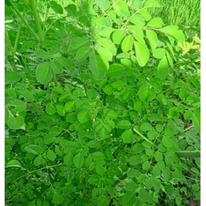 

DAUN KELOR SEGAR PRES KUALITAS TERBAIK