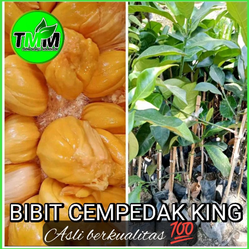 BIBIT CEMPEDAK KING ASLI BERKUALITAS //BIBIT HASIL OKULASI CEPAT BERBUAH