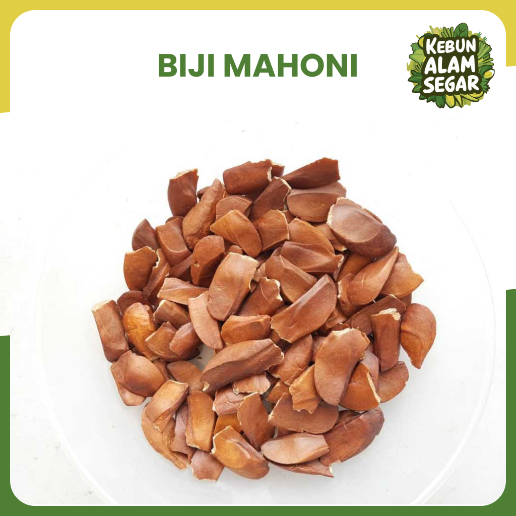 

BIJI MAHONI KULIT ASLI GUNUNG Pahit 50 gram
