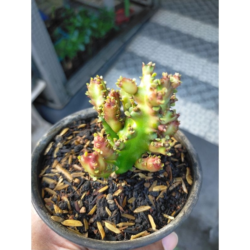 Euphorbia Lactea Monstrous 'red dragon'